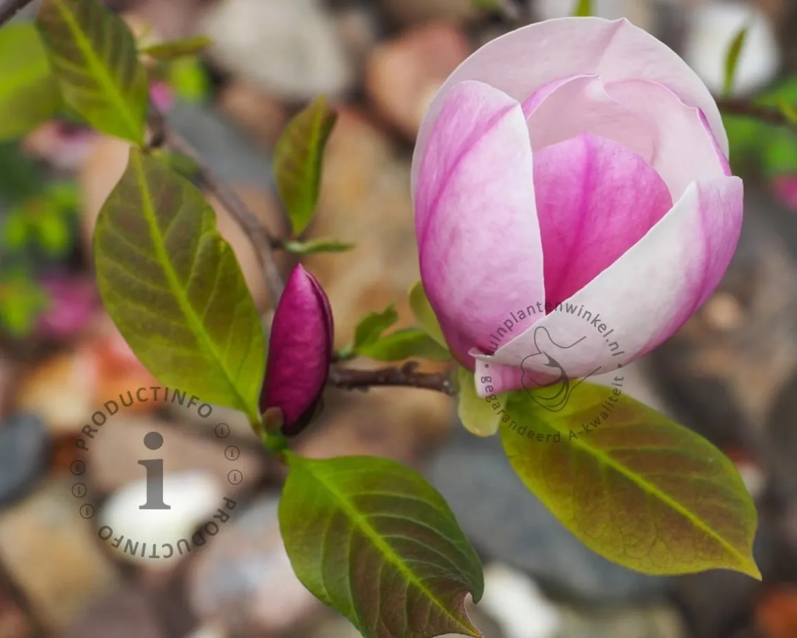 Magnolia soulangeana 'Lennei' - XL+