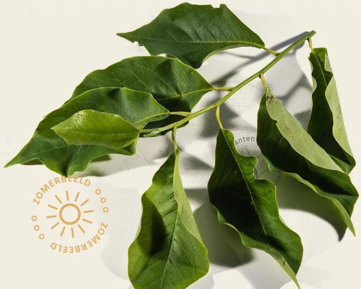 Magnolia soulangeana 'Lennei' - XL+