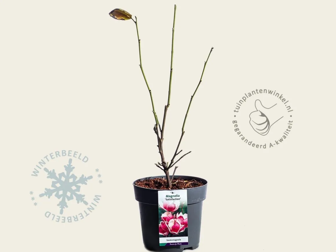 Magnolia soulangeana 'Satisfaction'