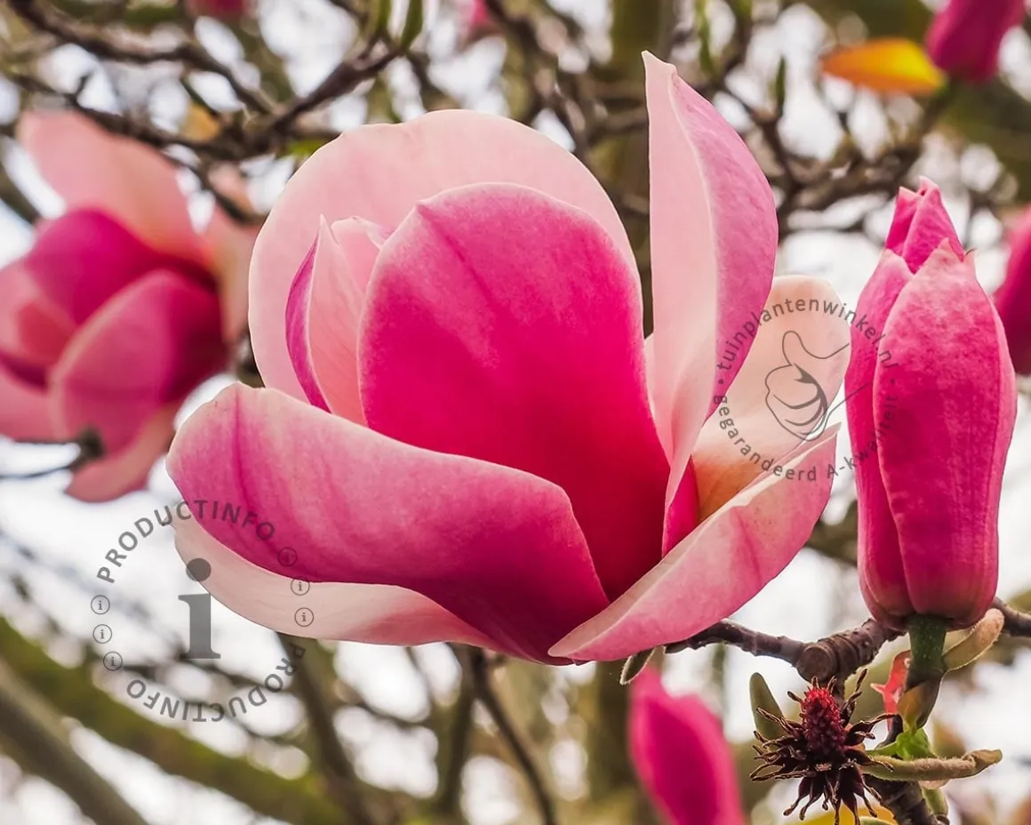 Magnolia soulangeana 'Satisfaction'