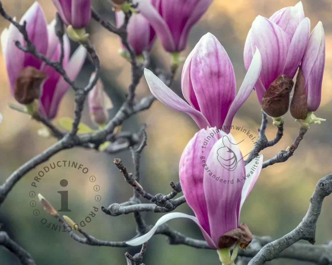 Magnolia soulangeana - XL+