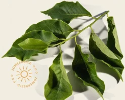 Magnolia soulangeana - XL+