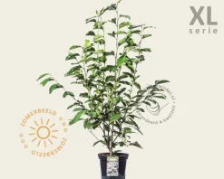 Magnolia soulangeana - XL