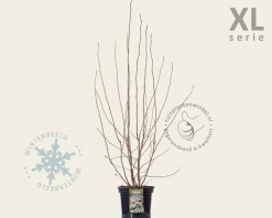 Magnolia soulangeana - XL
