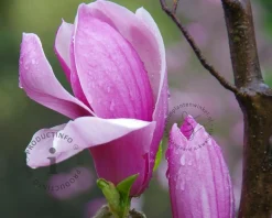 Magnolia 'Spectrum'