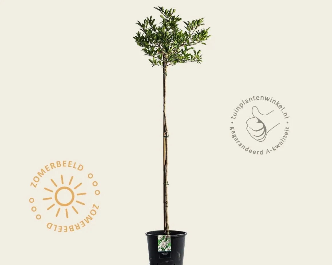 Magnolia stellata - op stam