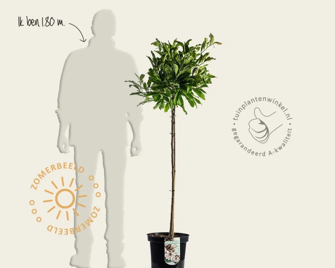 Magnolia stellata - op stam