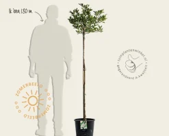Magnolia stellata - op stam