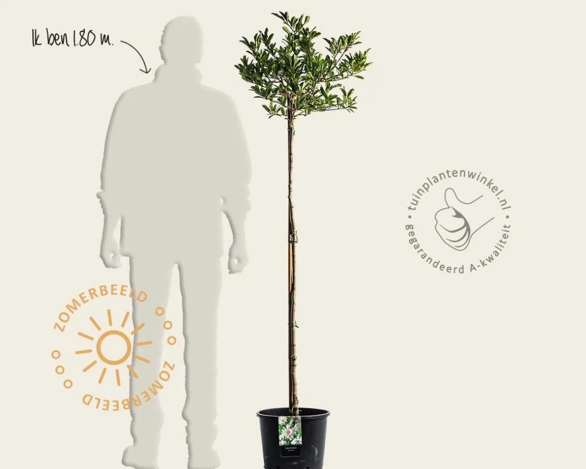 Magnolia stellata - op stam