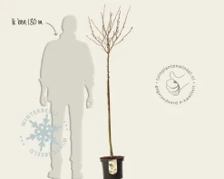 Magnolia stellata - op stam