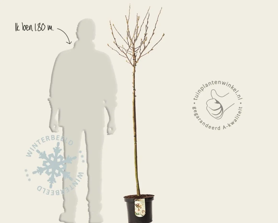 Magnolia stellata - op stam