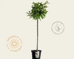 Magnolia stellata - op stam