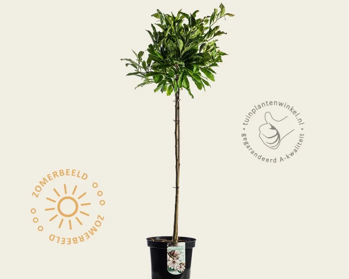 Magnolia stellata - op stam