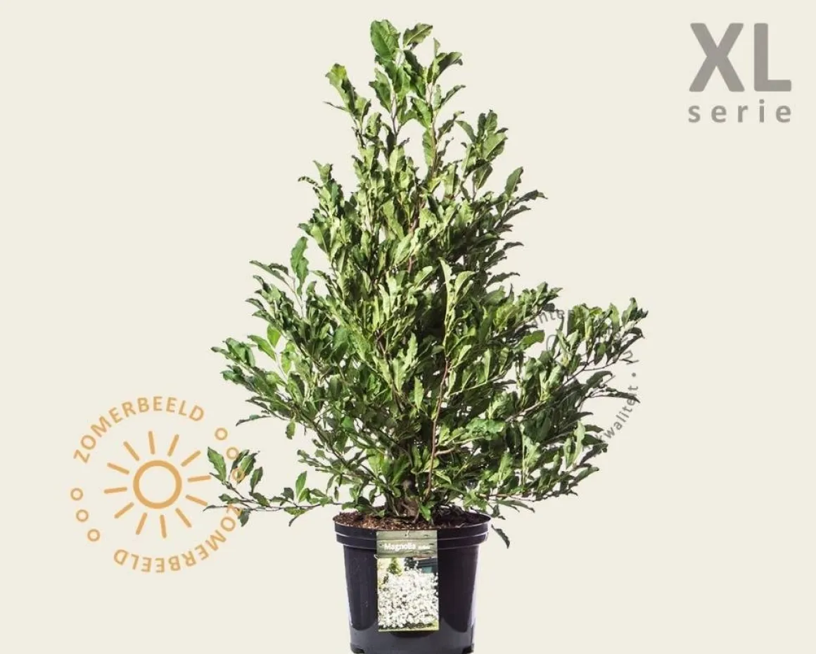 Magnolia stellata - XL