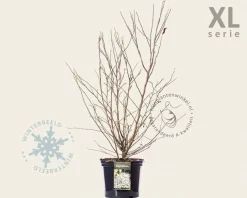 Magnolia stellata - XL