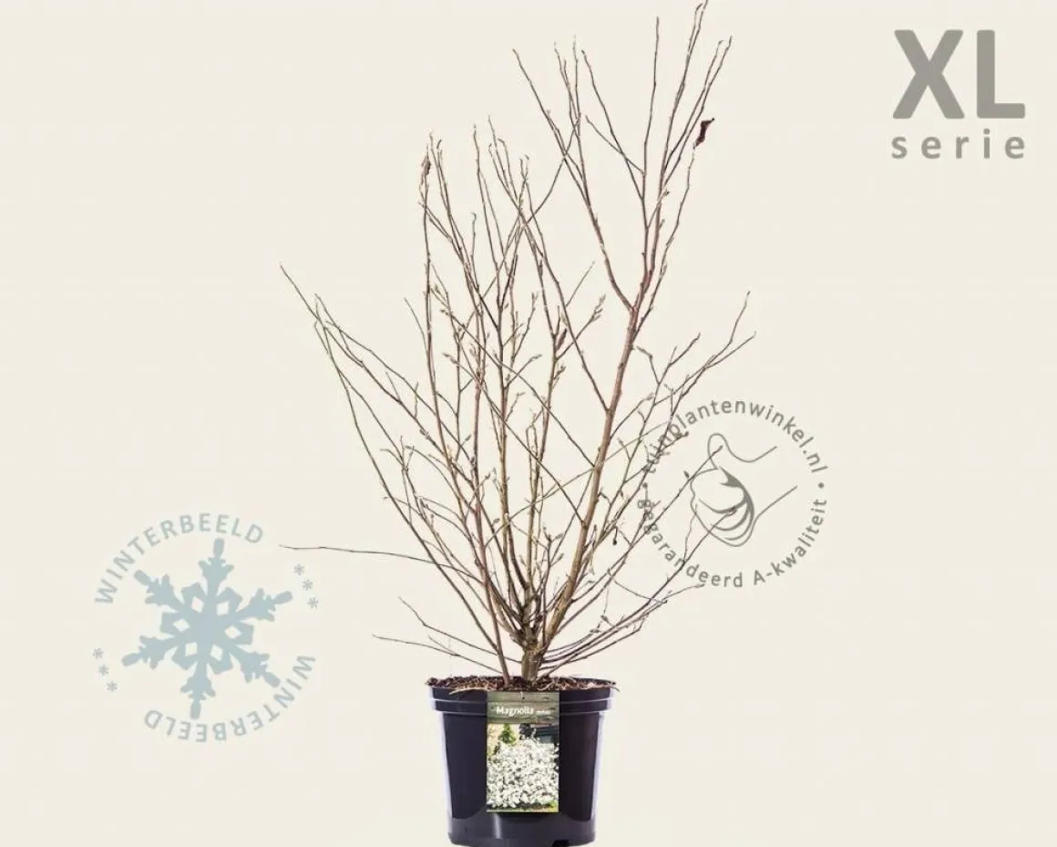 Magnolia stellata - XL