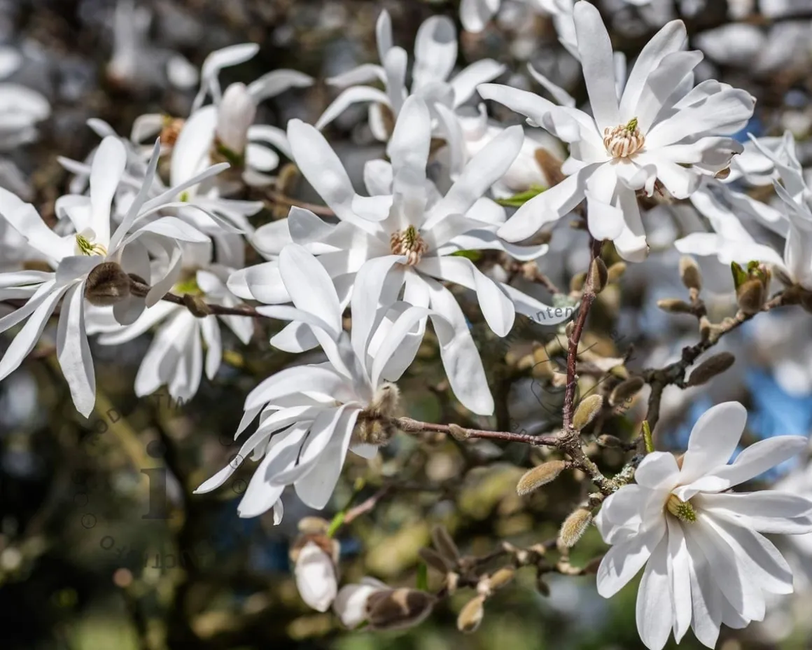 Magnolia stellata - XL