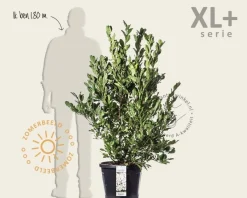 Magnolia stellata - XL+