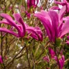 Magnolia 'Susan' - halfstam