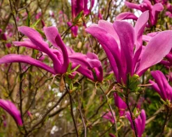 Magnolia 'Susan' - halfstam