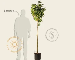 Magnolia 'Susan' - halfstam