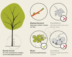 Magnolia 'Susan' - hoogstam