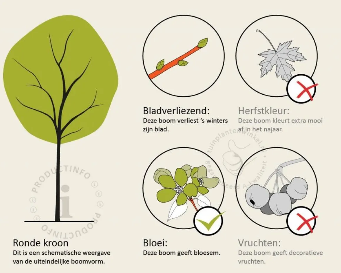 Magnolia 'Susan' - hoogstam