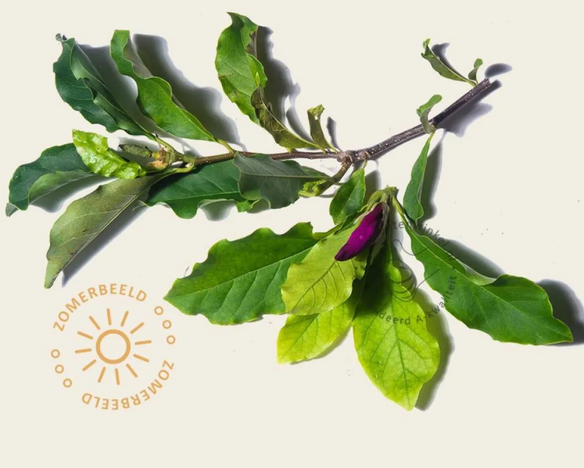 Magnolia 'Susan' - hoogstam