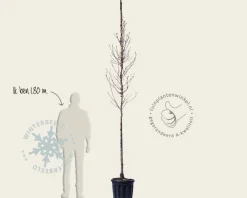 Magnolia 'Susan' - hoogstam