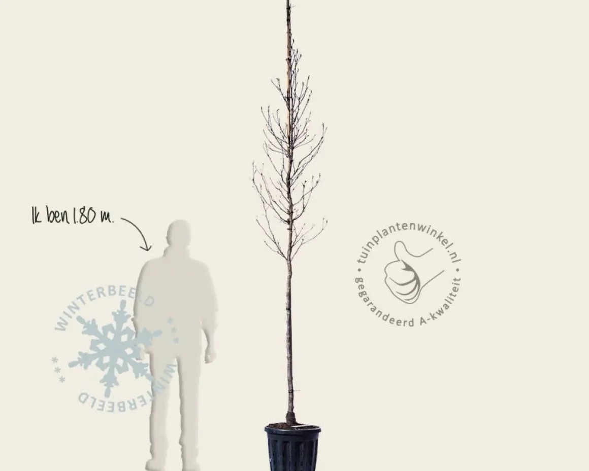 Magnolia 'Susan' - hoogstam