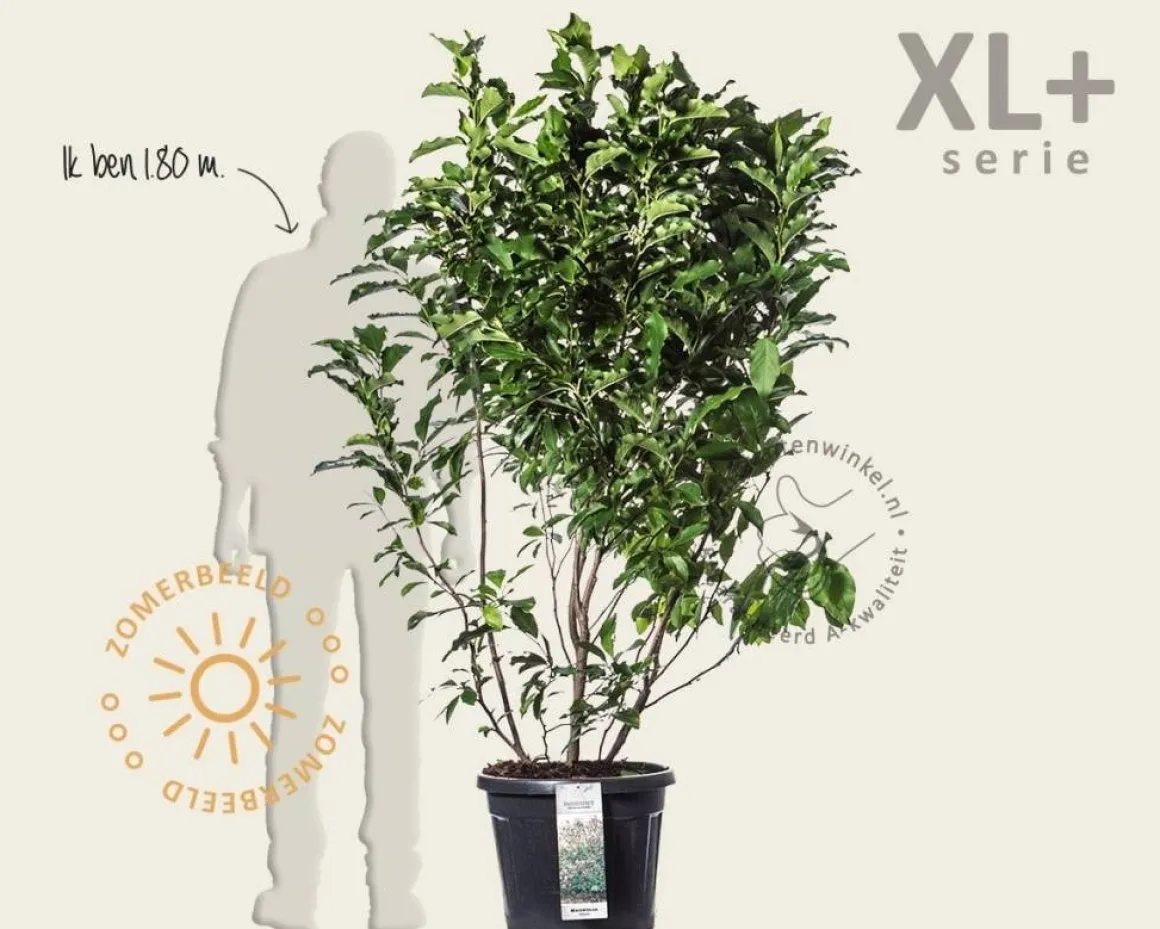 Magnolia 'Susan' - XL+