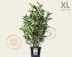 Magnolia 'Susan' - XL