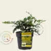 Mahonia aquifolium 'Apollo'