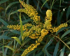 Mahonia eurybracteata 'Soft Caress'