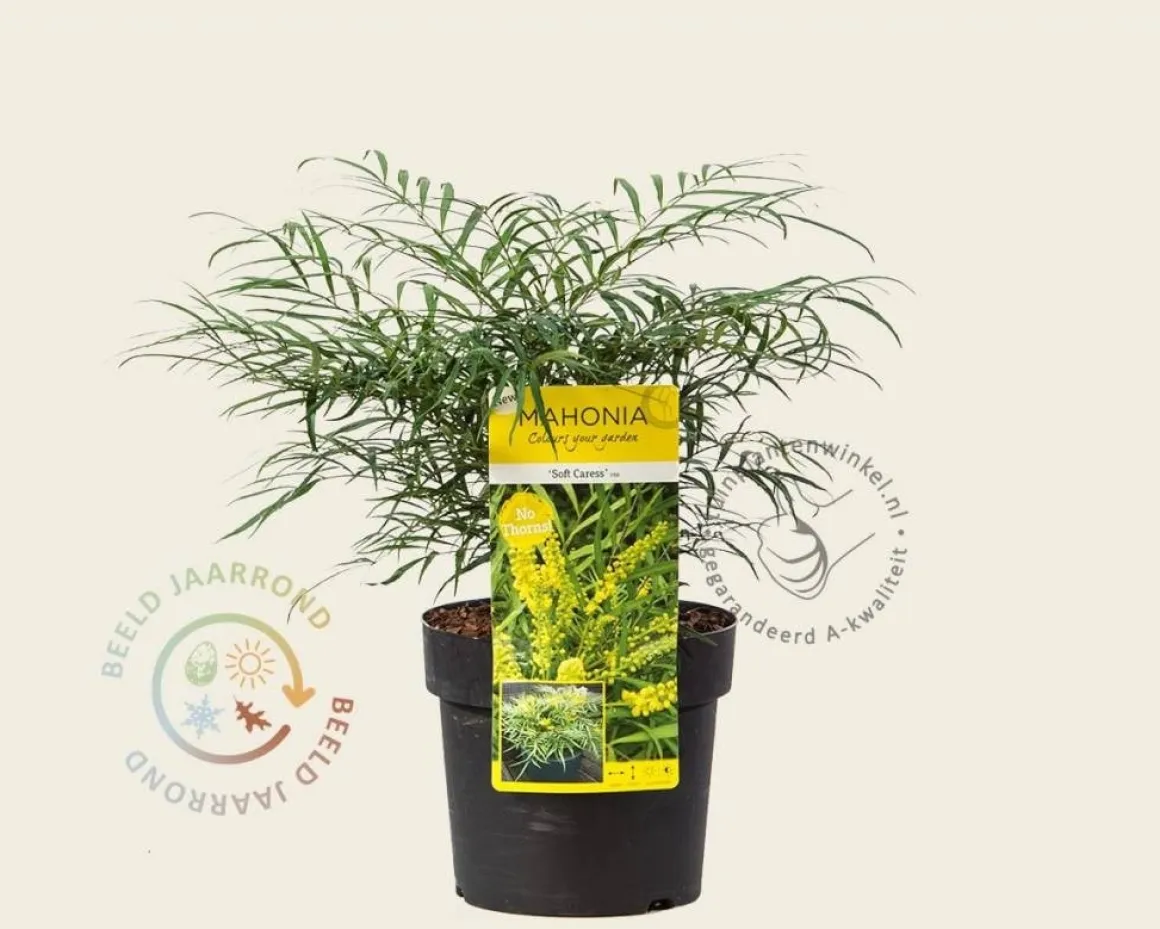 Mahonia eurybracteata 'Soft Caress'
