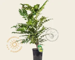 Mahonia media 'Charity'