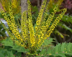 Mahonia media 'Charity'