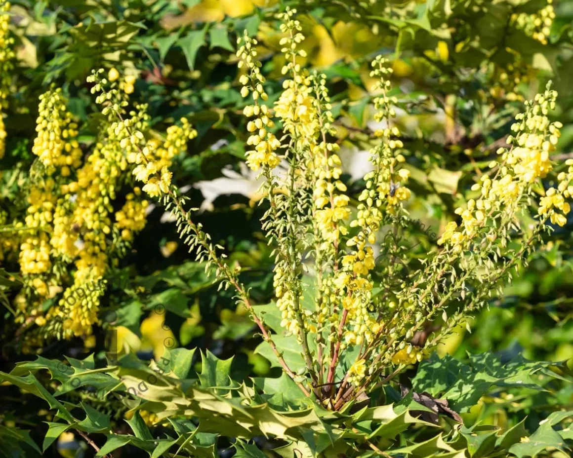 Mahonia media 'Winter Sun'