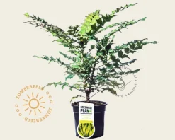 Mahonia media 'Winter Sun'