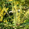 Mahonia media 'Winter Sun' - XL