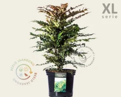 Mahonia media 'Winter Sun' - XL