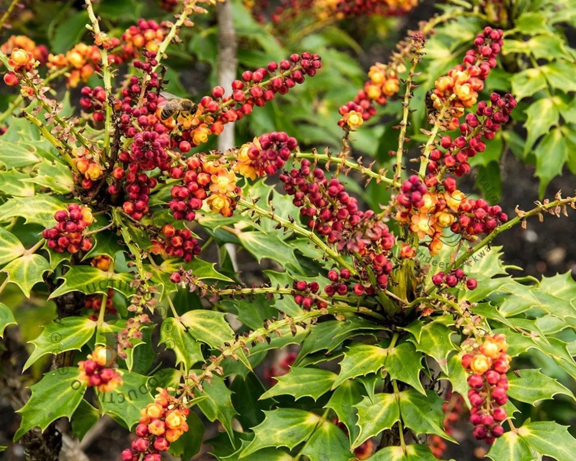 Mahonia nitens 'Cabaret'