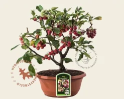 Malus 'Braendkjaer' - bonsai in schaal
