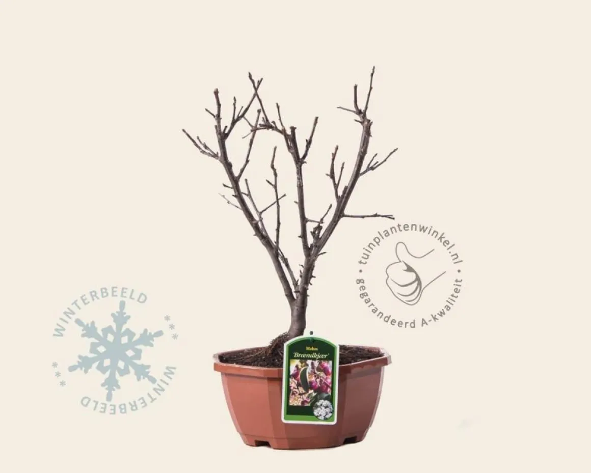 Malus 'Braendkjaer' - bonsai in schaal