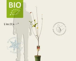 Malus domestica 'Benoni' - BIO laagstam