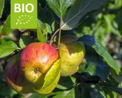 Malus domestica 'Benoni' - BIO laagstam
