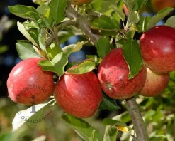 Malus domestica 'Braeburn' - laagstam
