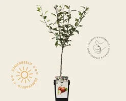 Malus domestica 'Braeburn' - mini