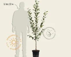 Malus domestica 'Bramley's Seedling' - laagstam