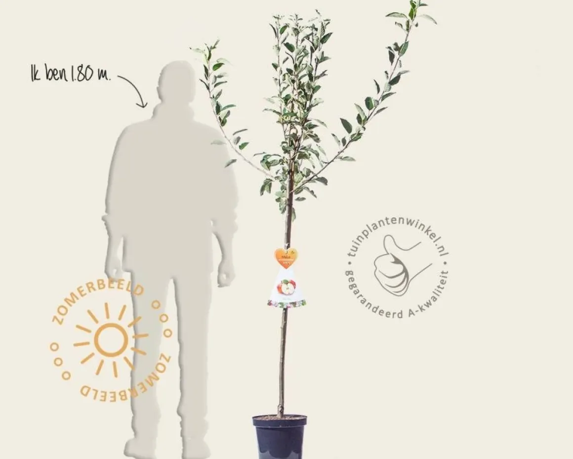 Malus domestica 'Cox's Orange Pippin' - halfstam